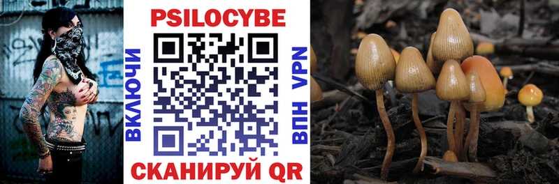 blacksprut ссылка  Невельск  Галлюциногенные грибы Psilocybe 